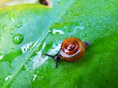 Ariophantidae