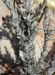 Syncarpha ferruginea