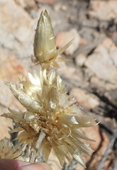 Syncarpha ferruginea