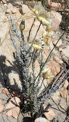 Syncarpha ferruginea