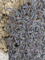 Cryptopygus antarcticus