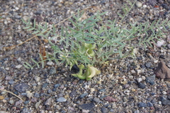 Astragalus geyeri geyeri