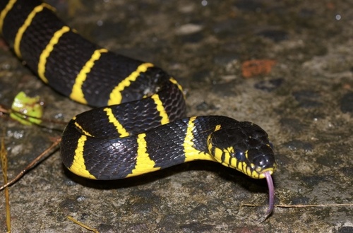 Boiga dendrophila