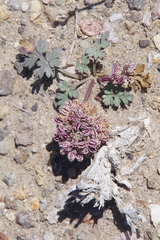 Cymopterus corrugatus