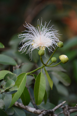 Capparis moonii