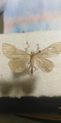Macrochilo cribrumalis