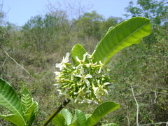 Tabernaemontana alba