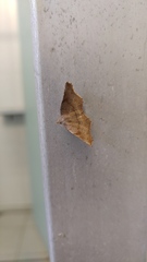 Throana pectinifer