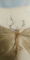 Macrochilo cribrumalis