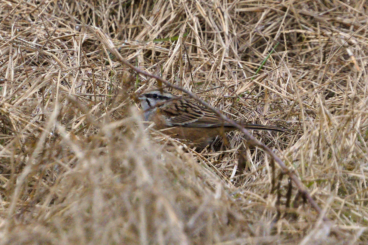 Rock Bunting (Emberiza cia), photo 3