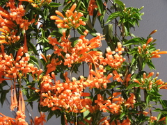 Pyrostegia