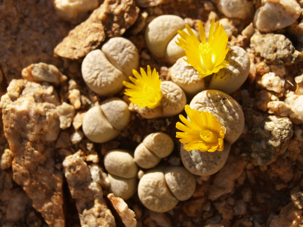 Living stone