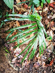 Taenitis blechnoides