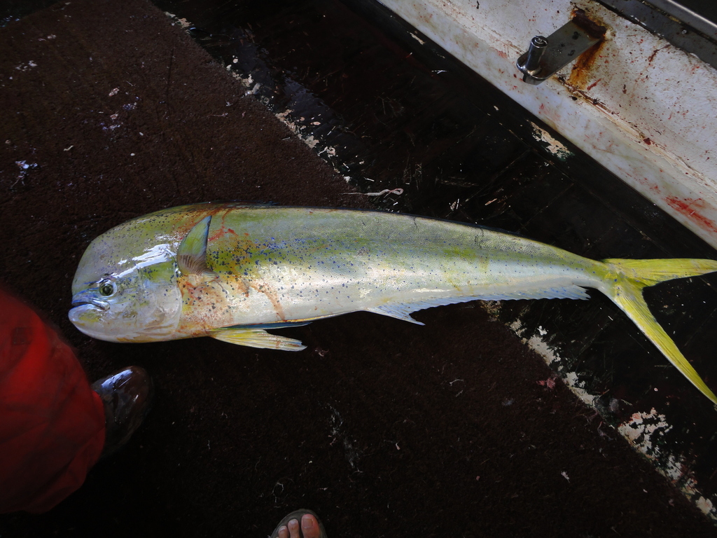 Dolphinfishes