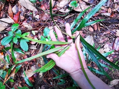 Taenitis blechnoides