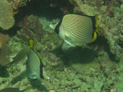 Chaetodon pictus