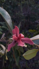 Duguetia furfuracea