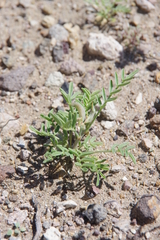 Astragalus geyeri