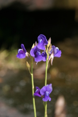 Utricularia delphinioides