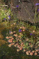 Utricularia delphinioides