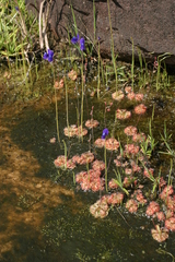 Utricularia delphinioides