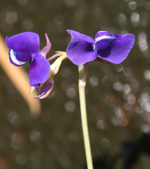Utricularia delphinioides