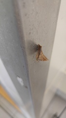 Throana pectinifer