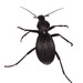 Peaceful Giant Ground Beetles - Photo (c) fubr, some rights reserved (CC BY-NC-ND), uploaded by fubr