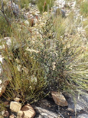Wahlenbergia neorigida