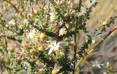 Wahlenbergia neorigida