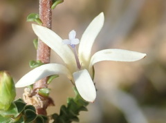 Wahlenbergia neorigida