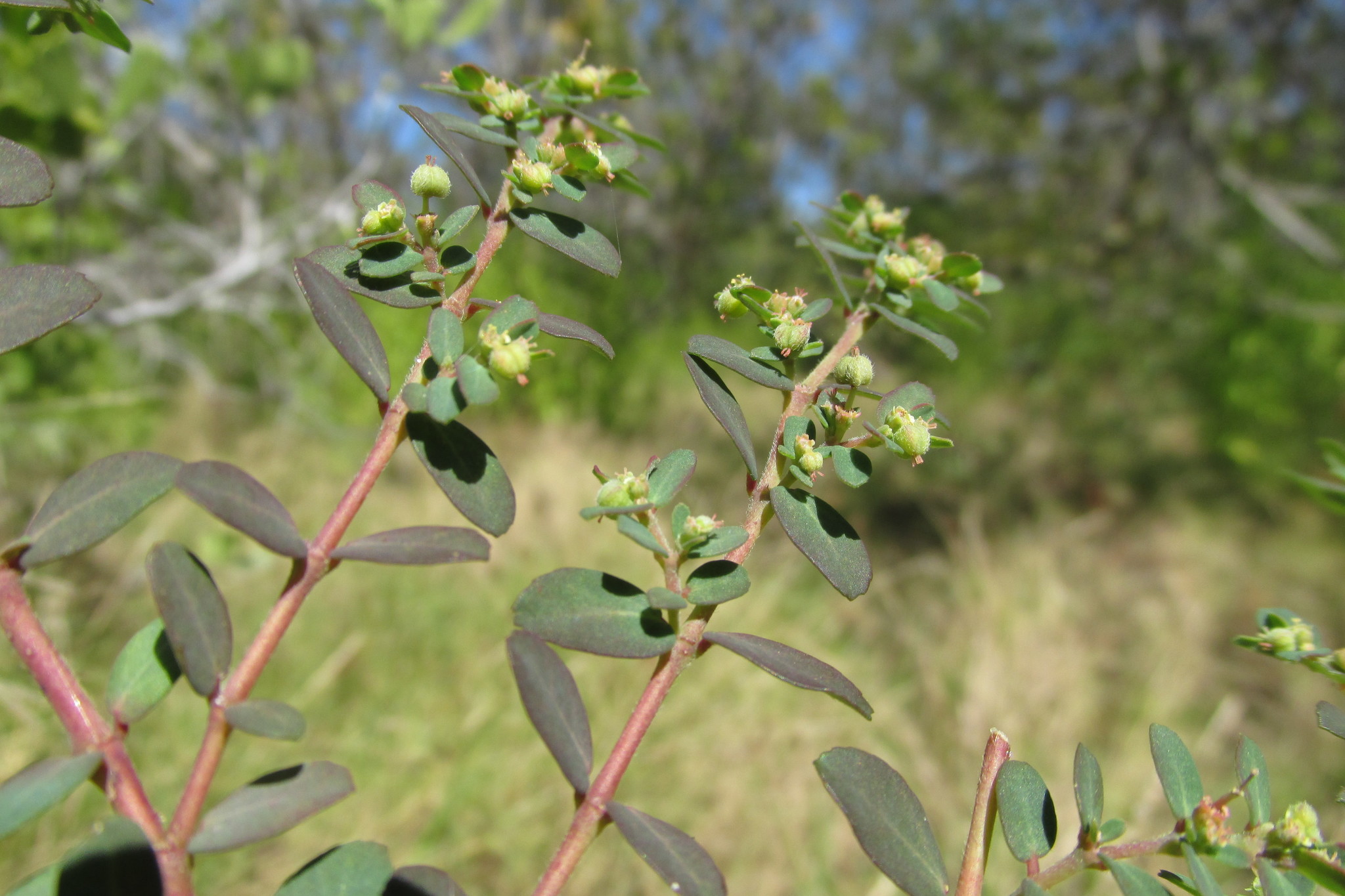 Euphorbia garberi