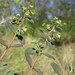Euphorbia garberi - Photo (c) Stephen Hodges, μερικά δικαιώματα διατηρούνται (CC BY-NC), uploaded by Stephen Hodges