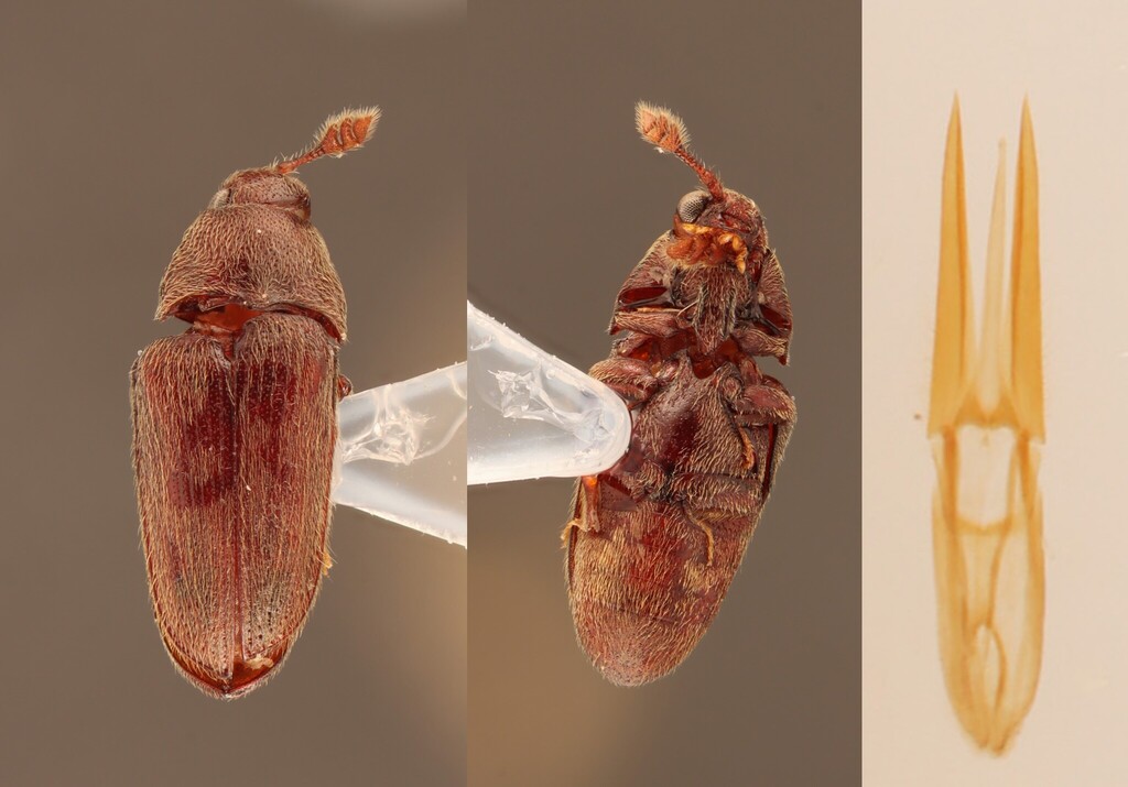 Aulonothroscus distans