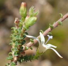 Wahlenbergia neorigida