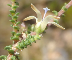 Wahlenbergia neorigida