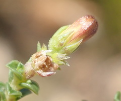 Wahlenbergia neorigida