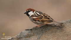 Spanish Sparrow photo 4