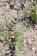 Astragalus geyeri