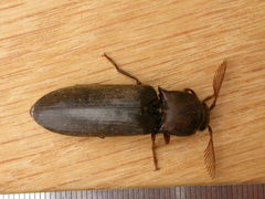 Pseudotetralobus australasiae