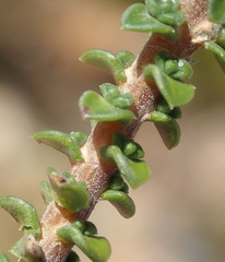 Wahlenbergia neorigida
