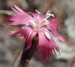 Dianthus bolusii