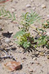 Astragalus geyeri