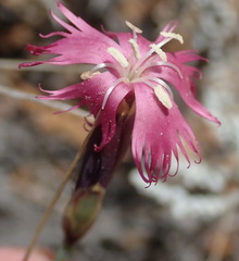 Dianthus bolusii