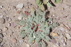 Glyptopleura marginata