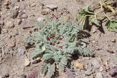 Glyptopleura marginata