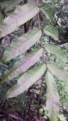 Colea