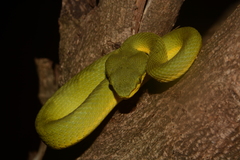 Craspedocephalus gramineus