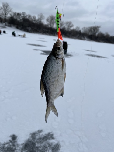 Silver bream (Blicca bjoerkna) — Cyprinidae