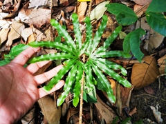 Lygodium longifolium